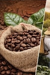 Colombian coffee beans